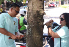 Cabutin Paku di Batang Pohon Bekas Reklame 