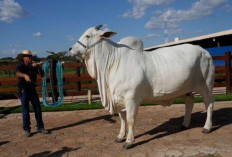Viatina-19, Sapi Termahal di Dunia Asal Brasil!  Harganya Rp65,8 Miliar   