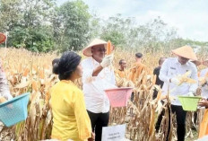 Wako Arlan dan Wawako Fangky Tanam Jagung di Desa