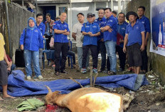 Partai Demokrat Kota Palembang Gelar Pemotongan Hewan Kurban 2 Ekor Sapi