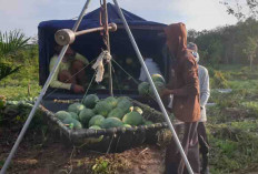 Panen Semangka, Setengah Hektare Hasilkan Rp 200 Juta