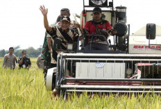 Panen Raya Serentak, Harapkan Harga Gabah Stabil