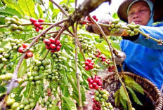 Pemkot Pagaralam - OJK Sumsel Bakal Undang Presiden Prabowo