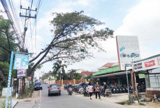 Pohon Besar di Jalan Srijaya