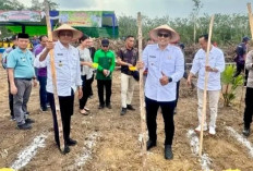 Penen Jangung di Desa Pangkul