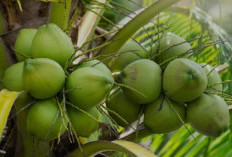 Ekspor Kelapa Indonesia: Produsen Raksasa, Performa Ekspor Loyo di Pasar Global