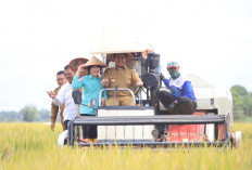 Semangat Bersama Para Petani, Herman Deru Sumsel Hebat Sangga Pangan Nasional