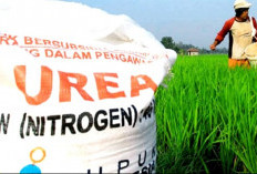 Petani OKU Selatan Sambut Gembira Pasca Penurunan 20 Persen Pupuk Bersubsidi