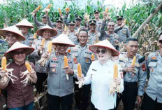 Perkuat Sinergi Ketahanan Pangan, Pemkab dan Polres Banyuasin Panen Jagung