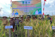 Panen Perdana Ketahanan Pangan Desa Betung Barat PALI