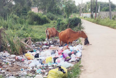 Sapi Makan Buangan Sampah Warga