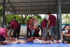 PLN UIP Sumbagsel Salurkan Daging Kurban kepada Masyarakat