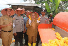 Wabup Panen Raya Jagung Hibrida Di Padang Rigis Desa Pulau Panggung SDL