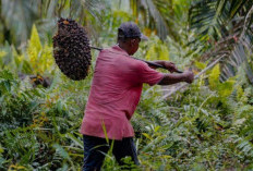 BREAKING NEWS! Harga TBS Sawit Sumsel Lompat Rp123/Kg Periode Kedua Juli 2025: Petani Senyum Lebar!