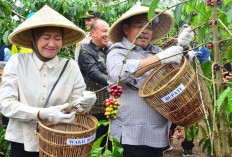Jelang Tahun Ajaran Baru Harga Kopi di Lahat Jeblok