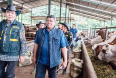 Barantin Pastikan Sapi Australia Masuk RI Bebas Penyakit