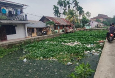 Eceng Gondok Tumbuh Subur Hambat Aliran Sungai Sahang