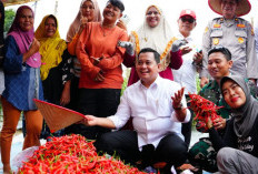 Banyuasin Panen Raya 4 Ton Cabai