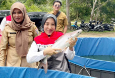 Budidaya Ikan Patin di Sungai Gerong Hasilkan 100 Ribu Ton Per Tahun