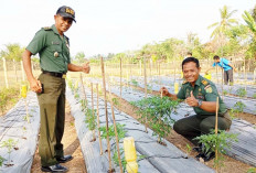 TNI Kodim 0405 Lahat Berhasil Tanam Cabai di Musim Kemarau