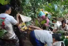Warga Panta Dewa Heboh, Gali Tanah Berburu Harta Karun di Kebun