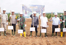 Lahan Sawit PSR Terluas di Indonesia Mulai Ditanami Padi Gogo