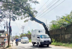 Pohon Besar Membahayakan di Jalan Lettu Karim Kadir Gandus 