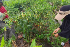 Ketekunan Suhada dan Siti Aminah Berkebun Cabai Berbuah Manis