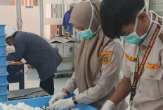 Tembus Pasar Amerika Latin, Karantina Sumsel Kawal Ekspor 95.400 Benih Sawit ke Peru