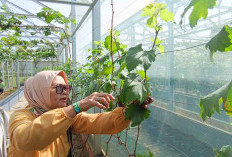  Ramai-ramai Petik Anggur di Alamanda Farmhouse, Emak-emak Nikmati Panen Langsung dari Pohon