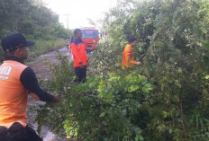 Tanggap Darurat BPBD Bersihkan Pohon Tumbang 