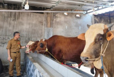 Pemkot Kurban 13 Ekor Sapi