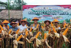 Pemkot Prabumulih Bersama Polres Prabumulih Gelar Panen Jagung Hibrida Kuartal I Tahun 2026