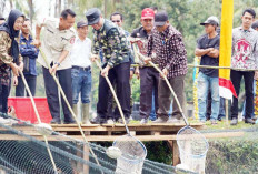 Panen Ikan Patin Desa Sungai Rengit Melimpah