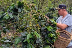 Kenalkan Kopi Raden Kuning