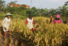 5 Daerah Lumbung Padi di Sumsel!  Ada Muba  dan OKi
