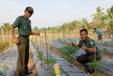 Kodim 0405/Lahat Berhasil Tanam Cabai di Musim Kemarau