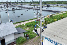 Perusahaan Tambak Udang Di Maluku, Berhasil Efisiensi Rp123 Juta Lebih per Hari Berkat Listrik PLN