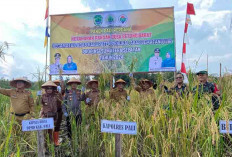 Panen Perdana Ketahanan Pangan Desa Betung Barat