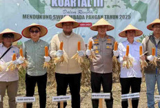 Banyuasin Panen Jagung Serentak Kuartal III