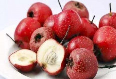 Manfaat Buah Hawthorn untuk Kesehatan