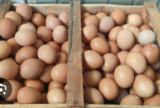  Jelang Lebaran, Harga Telur Tembus Rp 30.000 Perkilo 