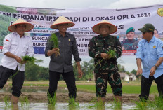 Kebut Optimasi Lahan, Petani OKI Tanam Padi IP 300