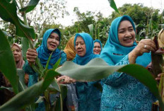 Panen Sayur di Kitchen Garden JSC Palembang