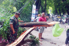 Gercap Babinsa Kodim 0418/Palembang Evakuasi Pohon Tumbang