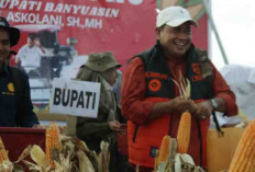 Panen Jagung Air Salek Meningkat Tinggi di Luar Target