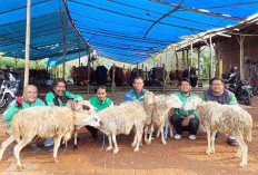 Grab Bagikan Ratusan Kambing untuk Mitra Pengemudi sebagai Bentuk Apresiasi Iduladha