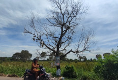 Buang Sampah Warga Nyangkut di Atas Ranting Pohon 