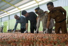 Sinergi Karantina Sumsel Dan DKPP  Dorong Telur Ayam Banyuasin Tembus Pasar Singapura