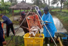 Pokdakan Porda Berkah Panen 2 Ton Patin